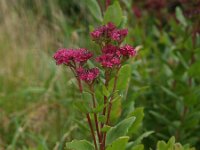 Hylotelephium telephium 9, Hemelsleutel, Saxifraga-Hans Dekker