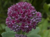 Hylotelephium telephium ssp fabaria 12, Saxifraga-Willem van Kruijsbergen