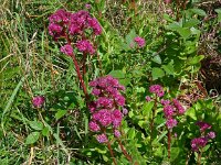 Hylotelephium telephium ssp fabaria 18, Hemelsleutel, Saxifraga-Hans Grotenhuis