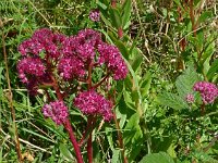 Hylotelephium telephium ssp fabaria 19, Hemelsleutel, Saxifraga-Hans Grotenhuis