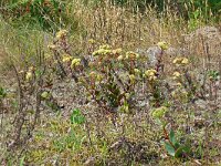 Hylotelephium telephium ssp maximum 21, Saxifraga-Hans Grotenhuis