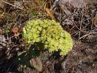 Hylotelephium telephium ssp maximum 26, Saxifraga-Hans Grotenhuis