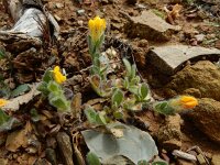 Hymenocarpos lotoides 3, Saxifraga-Ed Stikvoort