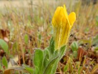 Hymenocarpos lotoides 4, Saxifraga-Ed Stikvoort