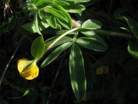 Hymenocarpus circinnatus 1, Saxifraga-Rutger Barendse