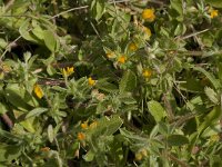 Hymenocarpus circinnatus 11, Saxifraga-Willem van Kruijsbergen