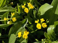 Hymenocarpus circinnatus 3, Saxifraga-Jan van der Straaten