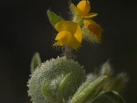 Hymenocarpus circinnatus 4, Saxifraga-Jan van der Straaten
