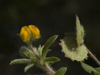 Hymenocarpus circinnatus 8, Saxifraga-Willem van Kruijsbergen