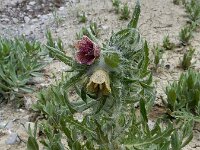 Hyoscyamus reticulatus 6, Saxifraga-Ed Stikvoort : Jerevan - Garni s9900