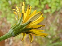 Hyoseris radiata 10, Saxifraga-Peter Meininger