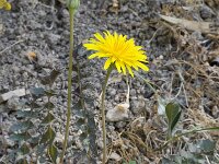 Hyoseris radiata 4, Saxifraga-Willem van Kruijsbergen