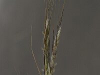 Hyparrhenia hirta 2, Saxifraga-Willem van Kruijsbergen