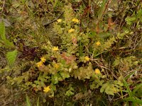 Hypericum anagalloides 5, Penninghertshooi, Saxifraga-Ed Stikvoort