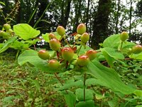 Hypericum androsaemum 11, Mansbloed, Saxifraga-Hans Grotenhuis