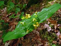 Hypericum androsaemum 13, Mansbloed, Saxifraga-Hans Grotenhuis