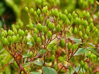 Hypericum androsaemum 14, Mansbloed, Saxifraga-Hans Grotenhuis