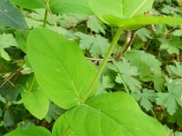 Hypericum androsaemum 5, Mansbloed, Saxifraga-Rutger Barendse