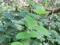 Hypericum androsaemum 6, Mansbloed, Saxifraga-Rutger Barendse