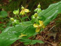 Hypericum androsaemum 9, Mansbloed, Saxifraga-Hans Grotenhuis