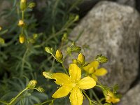 Hypericum coris 2, Saxifraga-Jan van der Straaten