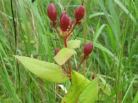 Hypericum hircinum 2, Saxifraga-Rutger Barendse