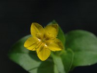 Hypericum humifusum 1, Liggend hertshooi, Saxifraga-Marijke Verhagen
