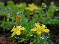 Hypericum humifusum 10, Liggend hertshooi, Saxifraga-Ed Stikvoort