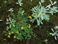 Hypericum humifusum 11, Liggend hertshooi, Saxifraga-Ed Stikvoort