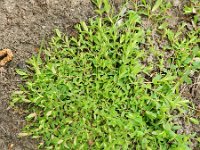 Hypericum humifusum 15, Liggend hertshooi, Saxifraga-Rutger Barendse