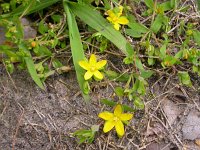 Hypericum humifusum 4, Liggend hertshooi, Saxifraga-Peter Meininger