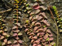 Hypericum humifusum 6, Liggend hertshooi, Saxifraga-Rutger Barendse