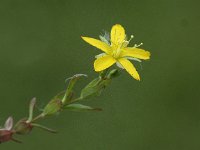 Hypericum humifusum 7, Liggend hertshooi, Saxifraga-Peter Meininger