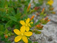 Hypericum humifusum 9, Liggend hertshooi, Saxifraga-Ed Stikvoort