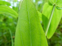 Hypericum montanum 2, Berghertshooi, Saxifraga-Rutger Barendse