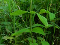 Hypericum montanum 3, Berghertshooi, Saxifraga-Rutger Barendse