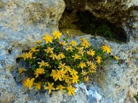 Hypericum nummularium 3, Saxifraga-Ed Stikvoort : Refugio de Aliva - Sotres s9900