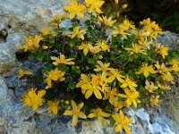 Hypericum nummularium 4, Saxifraga-Ed Stikvoort : Refugio de Aliva - Sotres s9900