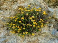 Hypericum nummularium 5, Saxifraga-Ed Stikvoort : Refugio de Aliva - Sotres s9900