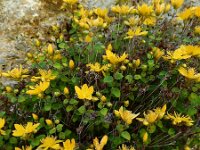 Hypericum nummularium 6, Saxifraga-Ed Stikvoort : Refugio de Aliva - Sotres s9900