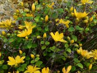 Hypericum nummularium 7, Saxifraga-Ed Stikvoort : Refugio de Aliva - Sotres s9900