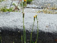 Hypochaeris glabra 13, Glad biggenkruid, Saxifraga-Ed Stikvoort