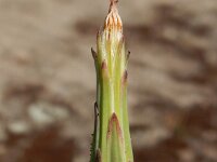 Hypochaeris glabra 30, Glad biggenkruid, Saxifraga-Peter Meininger