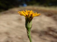 Hypochaeris glabra 32, Glad biggenkruid, Saxifraga-Peter Meininger