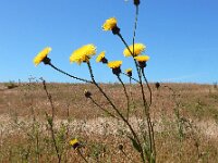 Hypochaeris maculata 10, Gevlekt biggenkruid, Saxifraga-Ed Stikvoort