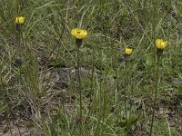 Hypochaeris maculata 24, Gevlekt biggenkruid, Saxifraga-Willem van Kruijsbergen