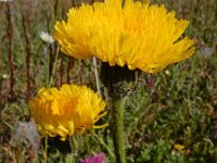 Hypochaeris maculata 3, Gevlekt biggenkruid, Saxifraga-Ed Stikvoort