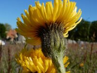 Hypochaeris maculata 5, Gevlekt biggenkruid, Saxifraga-Ed Stikvoort