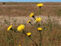 Hypochaeris maculata 6, Gevlekt biggenkruid, Saxifraga-Ed Stikvoort