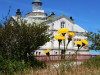 Hypochaeris maculata 7, Gevlekt biggenkruid, Saxifraga-Ed Stikvoort